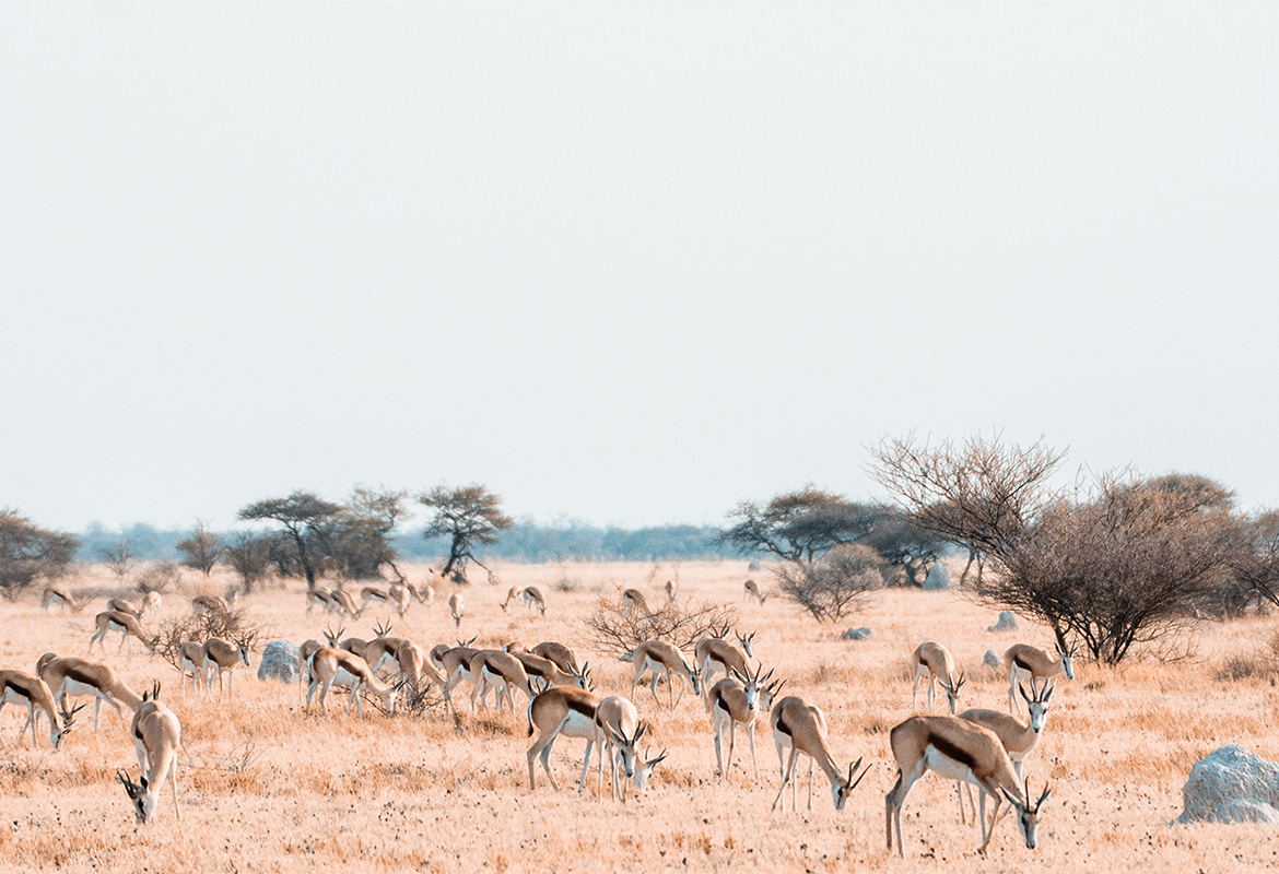 Central Kalahari Game Reserve