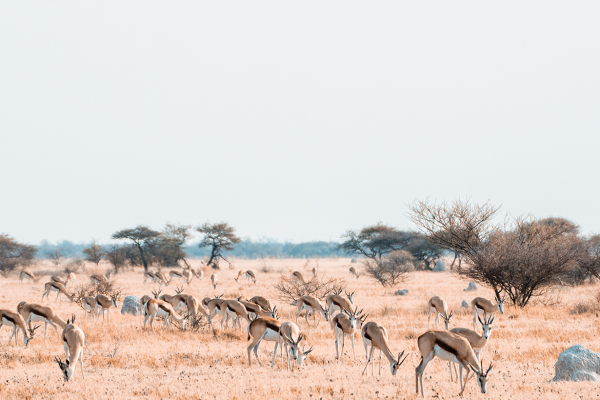 Central Kalahari Game Reserve