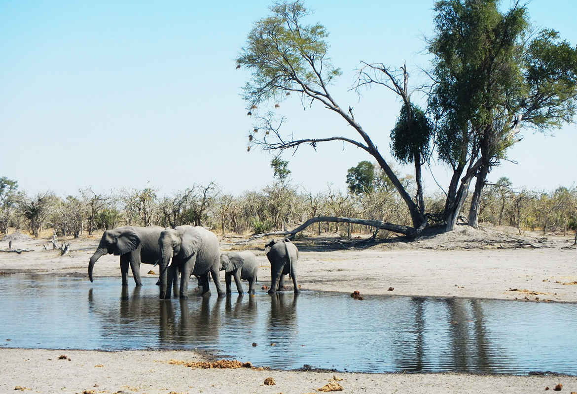 Chobe National Park